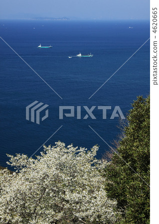 在和歌山縣春天春天的日野校園海角的櫻花 4620665