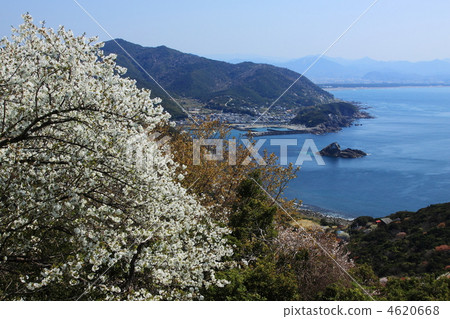 春天櫻花盛開的櫻花盛開 4620668