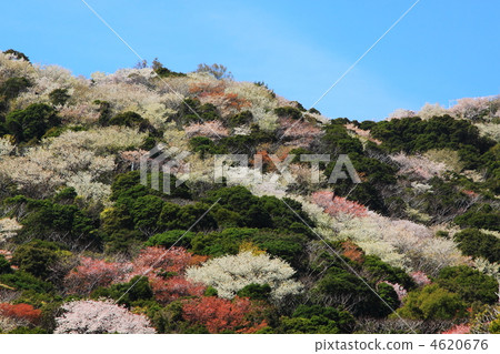 Cherry blossoms in full bloom Wakayama prefecture Hino Cape 4620676