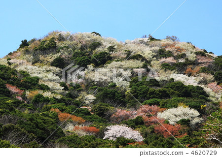 Cherry blossoms in full bloom Wakayama prefecture Hino Cape 4620729
