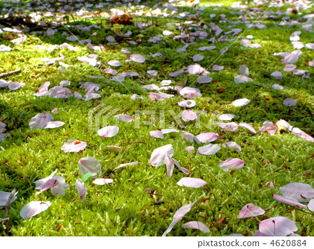 花雪的痕跡 -  Nagori Sakura 4620884