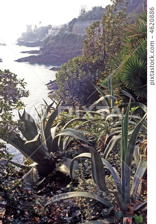 地中海的蘆薈 4620886