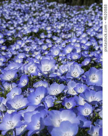 Nemophila組（垂直切割） 4620888