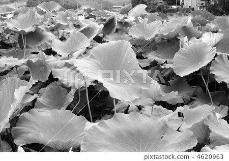 蓮田景觀 蓮花 荷花 4620963