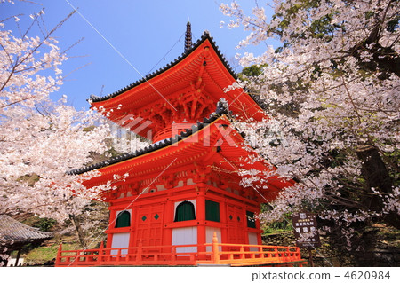 Kiniiidaiji的寶塔在春天櫻花樹的和歌山縣盛開 Kiniiidaiji的寶塔在春天櫻花樹的和歌山縣盛開 4620984