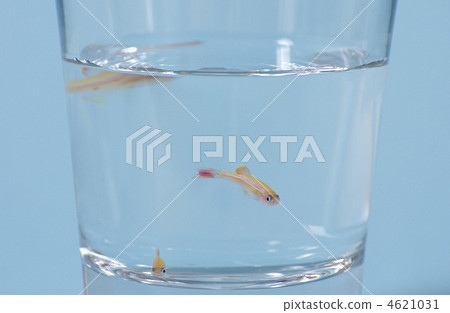 金紅色的玫瑰 金紅色的玫瑰 4621031