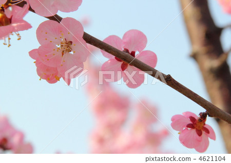 Up of peppermint apricots blooming 4621104