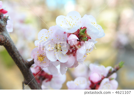 Apricot blooming pale peach color 4621107