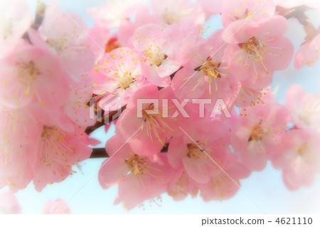 Soft touch up the blooming pink peach apricot 4621110