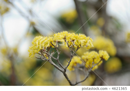 Danko Bai Danko Bai 4621365