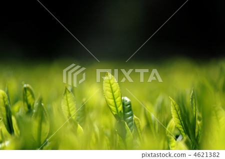 茶芽 4621382