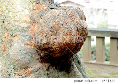 一個enoki的琺瑯 一個enoki的琺瑯 4621388