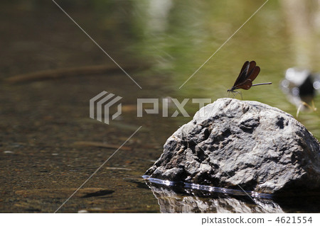 Landscape with hagorotombo female 1 4621554