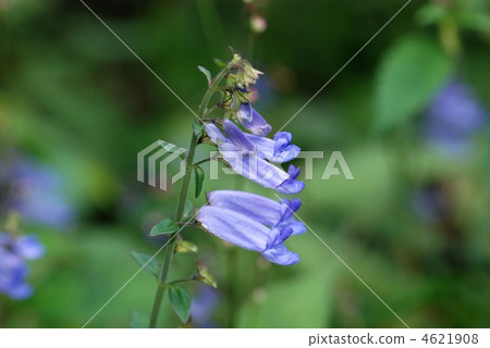 Akichouji Akichouji 4621908