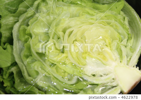 lettuce	 4622978
