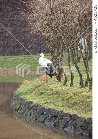 stork, storks, bird 4623429
