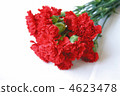 carnation, carnations, bloom 4623478