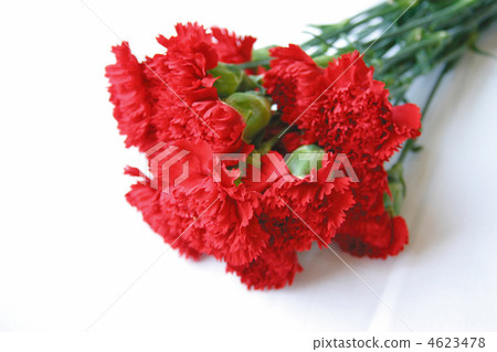 carnation, carnations, bloom 4623478
