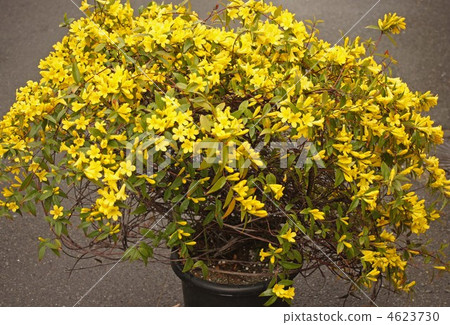 Carolina jasmine in full bloom Carolina jasmine in full bloom 4623730