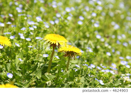 春天來了。 4624903