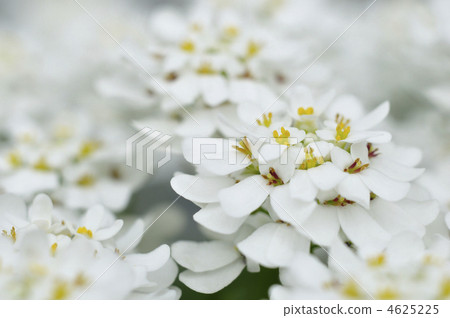 Iberis Iberis 4625225