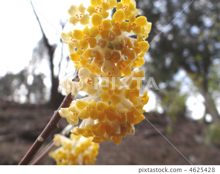 三朵鮮花 4625428