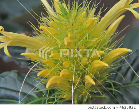 Yellow flower 4625921
