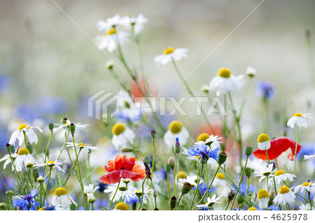wild flowers wild flowers 4625978