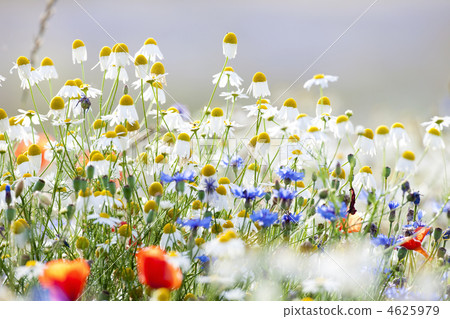 wild flowers 4625979