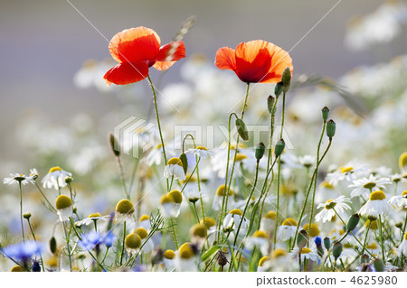 wild flowers wild flowers 4625980