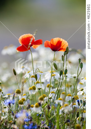wild flowers wild flowers 4625981