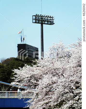 Score board and cherry blossoms 4626042