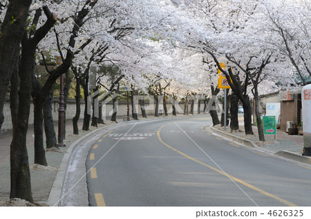 櫻花樹在慶州，韓國 4626325