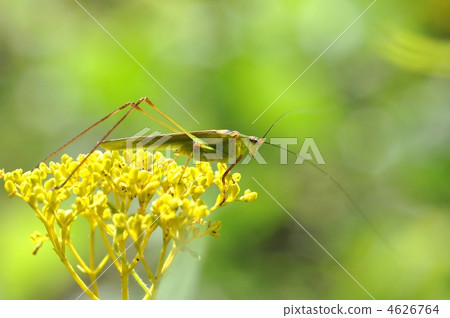 Ominae和Asi石窟甲蟲 4626764