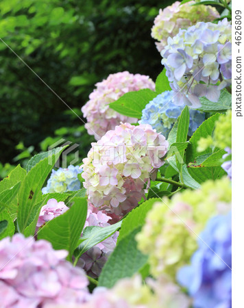 hydrangea, season, seasons 4626809