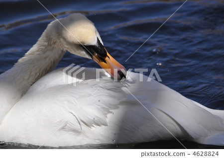 White swan with feathers White swan with feathers 4628824