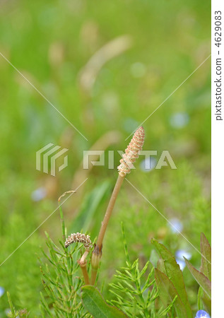 Tsukushi Tsukushi 4629083