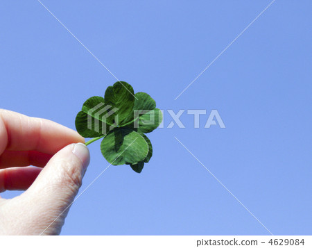 Unusual five leaf clover 4629084