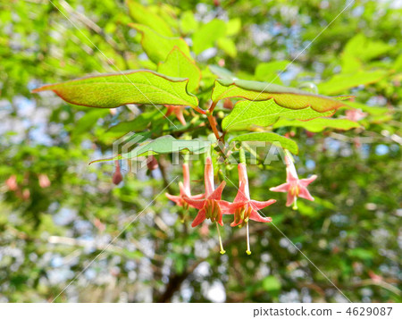 Ugisu Kagura(瑜伽神樂) Ugisu Kagura(瑜伽神樂) 4629087