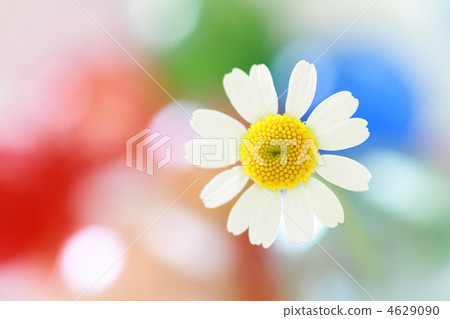 White flowers Colorful back 4629090