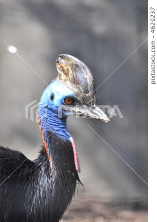 cassowary, black, avian 4629237