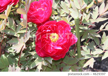 button, buttons, peony 4629397