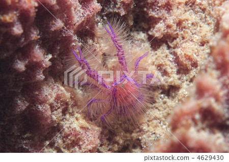 Pink Squat lobster Pink Squat lobster 4629430
