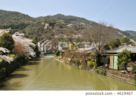 嵐山 河流 花瓣 4629467