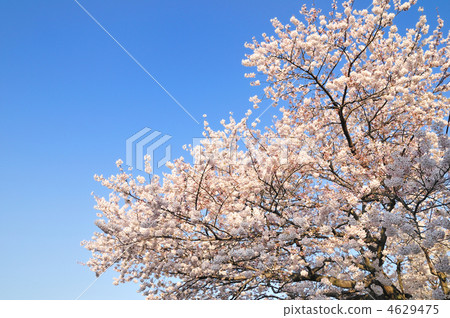 Cherry blossoms and blue sky Cherry blossoms and blue sky 4629475