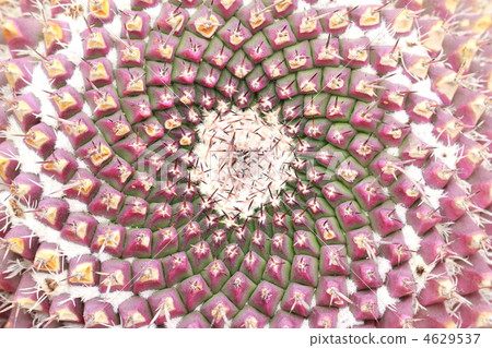 cacti, botanic, botanical 4629537