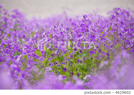 April Murasakihanana · Brassicae 45 Flower Field April Murasakihanana · Brassicae 45 Flower Field 4629602