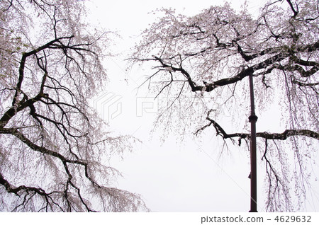 4月Edo Higan(冠層)Ed Higan 02櫻花行樹 4月Edo Higan(冠層)Ed Higan 02櫻花行樹 4629632