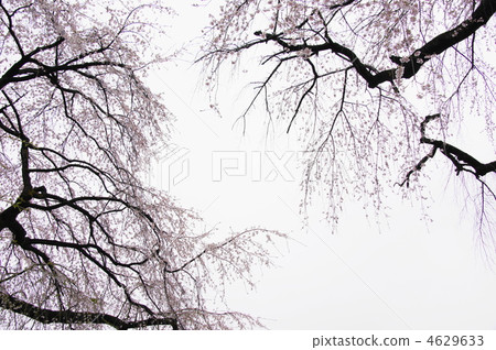 4月Edo Higan(冠層)Ed Higgan 03櫻花樹 4月Edo Higan(冠層)Ed Higgan 03櫻花樹 4629633