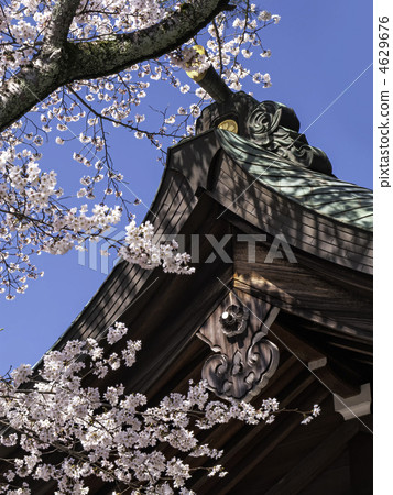 Yoshino cherry tree of Mito Sakurayama Park and Gokoku shrine 4629676